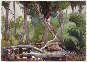In de jungle, Florida, 1904 door Winslow Homer